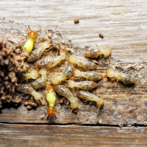 Undisclosed Termite Damage In Texas