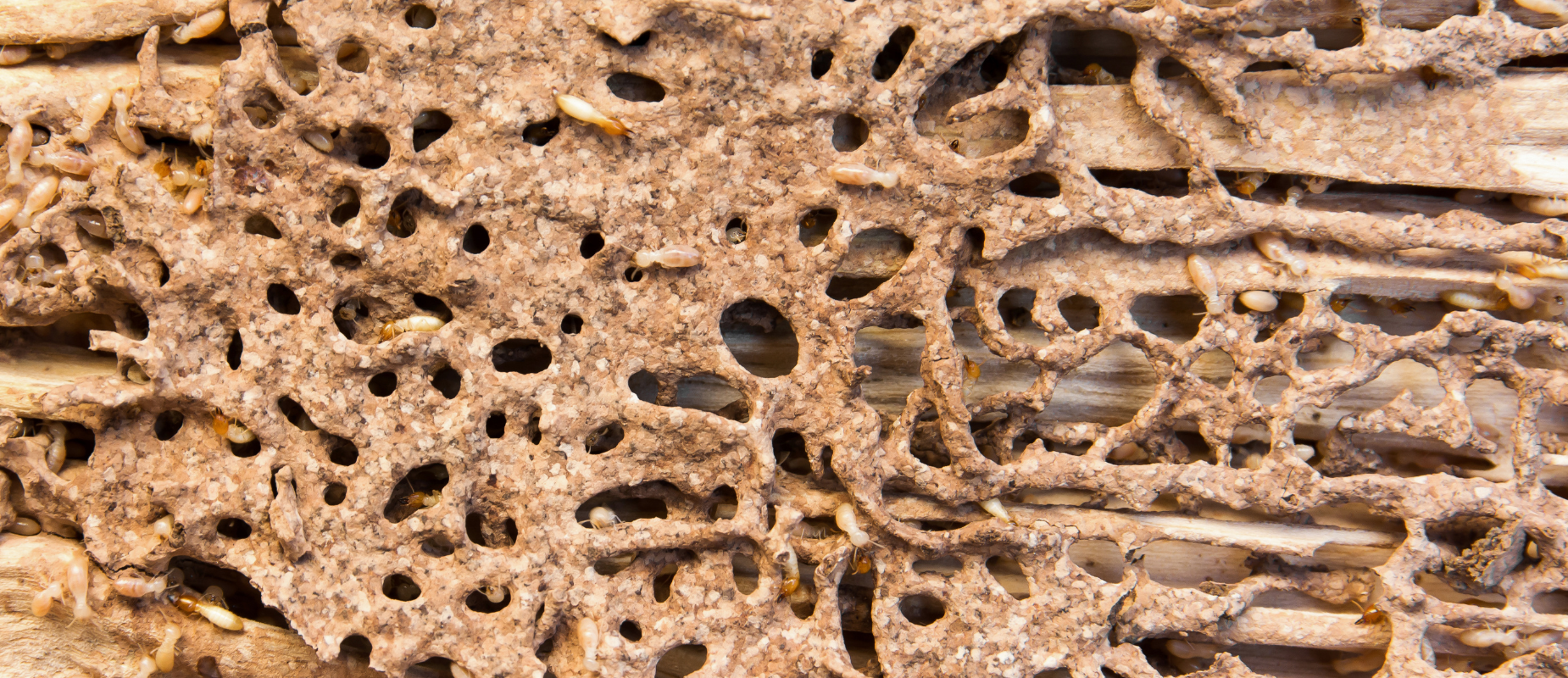 Do I Need a Termite Bond When Selling My House In Texas