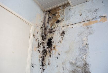 Can A House Be Condemned For Mold In Texas