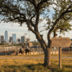 Discover Fun Facts About Mesquite