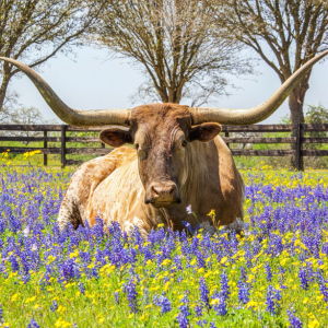 Free Activities Mesquite