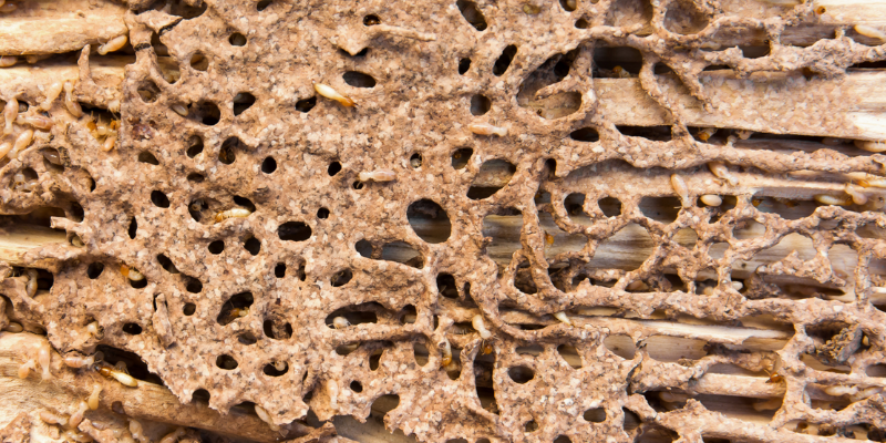 Do I Need a Termite Bond When Selling My House Texas