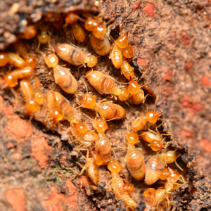 Signs of Termites Texas