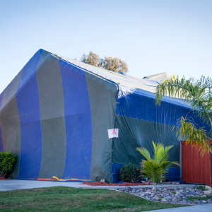 Cost for Termite Tenting Texas