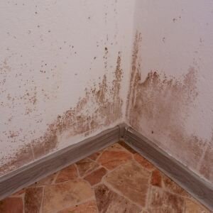 Sell a House With Mold Texas