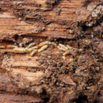 How to Sell a Home With Termites Texas