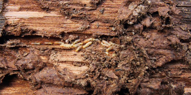 How to Sell a Home With Termites Texas