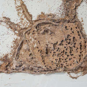 How to Successfully Sell a Termite-Infested House Texas