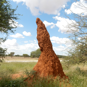 Selling a House With a Termite Problem Texas