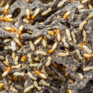 Tips for Selling a House With Termite Damage Texas