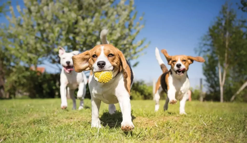 All Dogs Benefit from Regular Exercise and Socialization