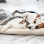 Tennessee Mobile Home Park Living with Ease by Understanding Pet Etiquette