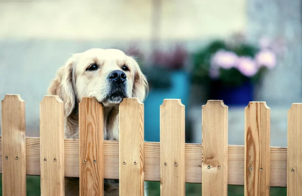 The Rules and Possibilities of Having a Fenced Yard for Your Dog in Tennessee Mobile Home Parks