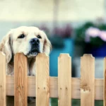 The Rules and Possibilities of Having a Fenced Yard for Your Dog in Tennessee Mobile Home Parks