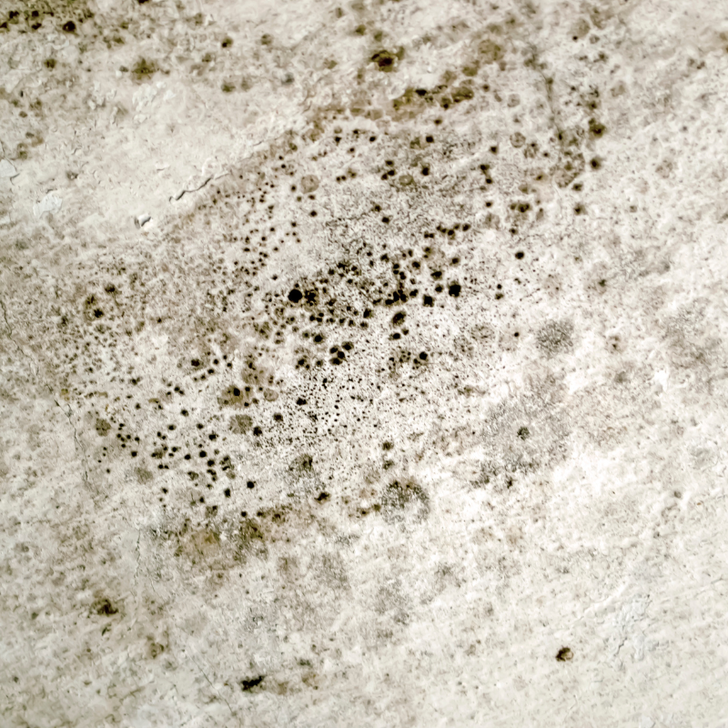 Sell My House With Molds in Maryland