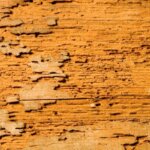 How to Sell a House With Termite Damage in Portland, OR