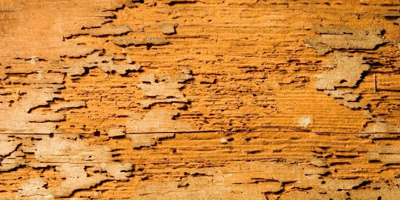 How to Sell a House With Termite Damage in Portland, OR