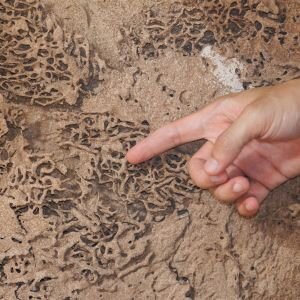 Selling Property With Termite Damage in Portland, OR