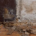 Understanding Oregon Disclosure Requirements for Termite Damage