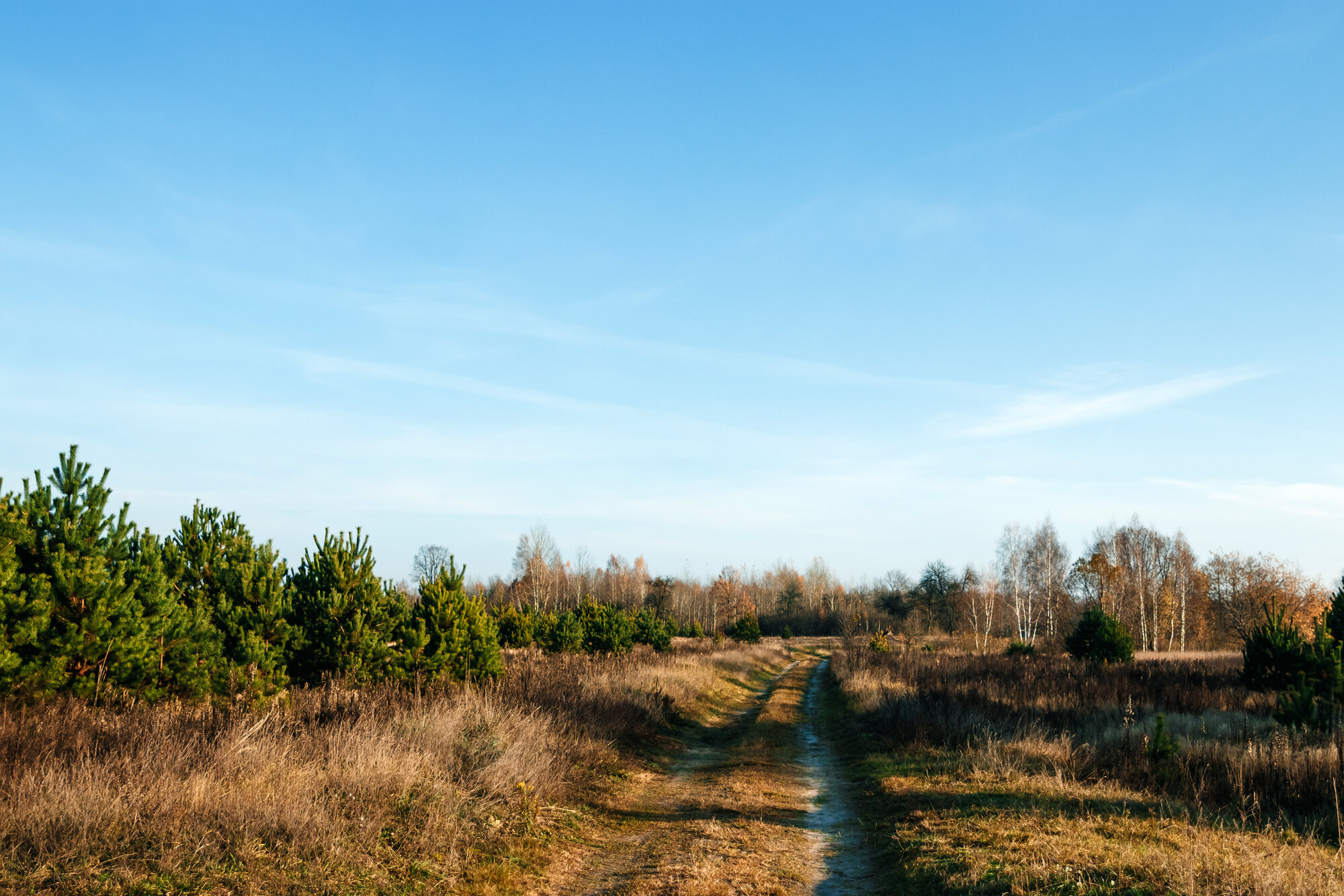 Land Alpha LLC