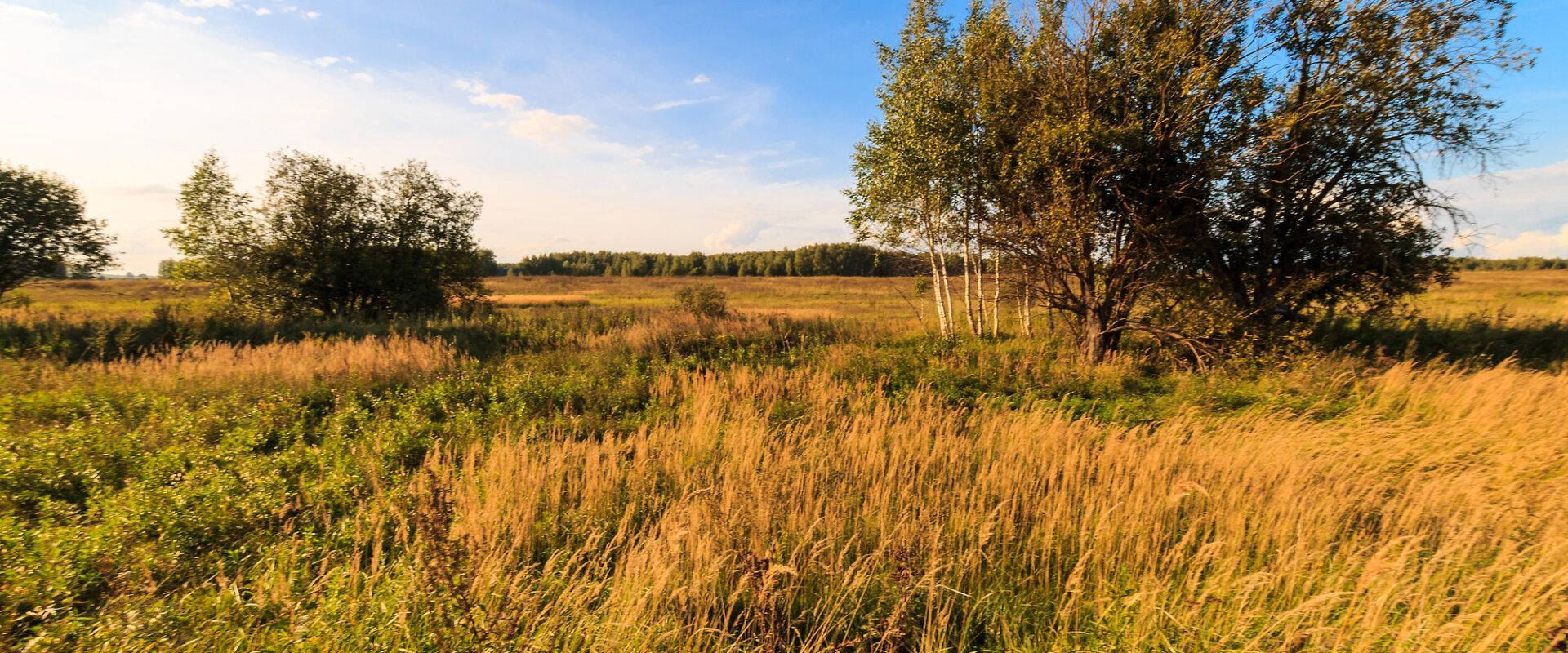 Land Alpha LLC