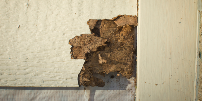 How to Sell a Home With Termites In New Orleans