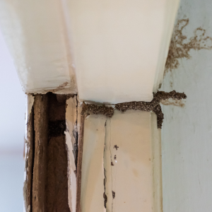 How to Successfully Sell a Termite-Infested House In New Orleans