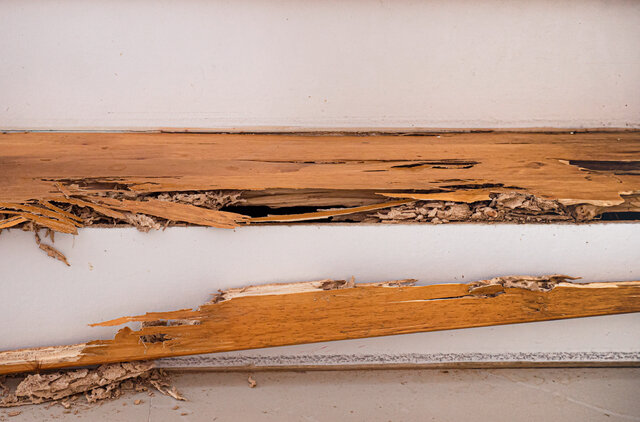 Selling A House With Pet Damage In Probate In Chattanooga, TN