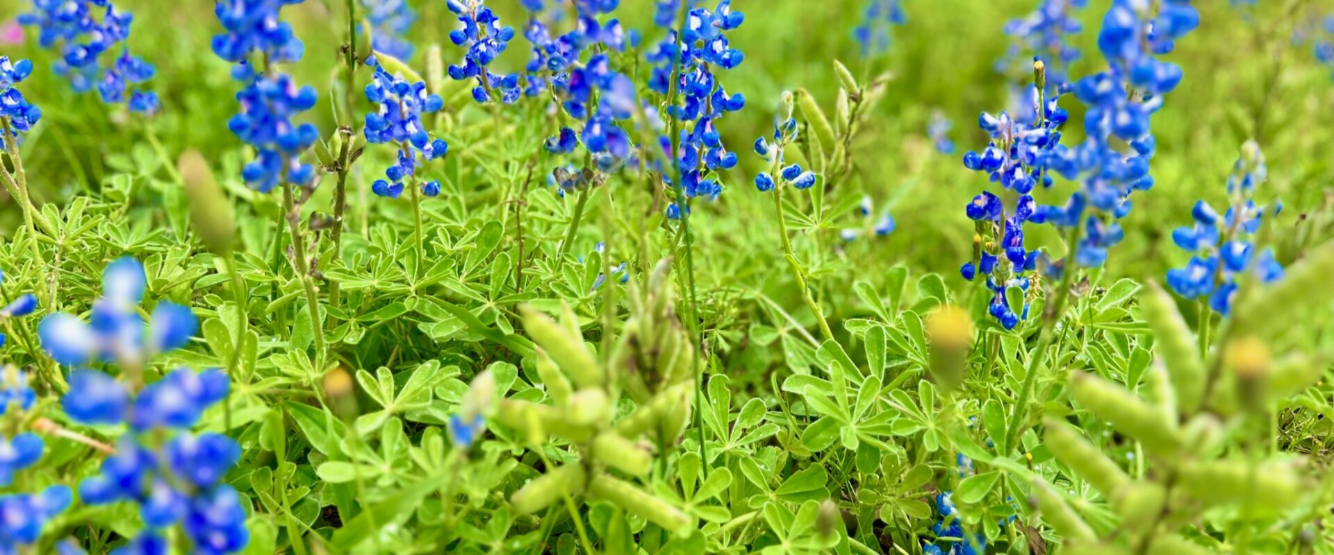 We buy land in TX