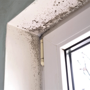 Sell House With Mold in Massachusetts