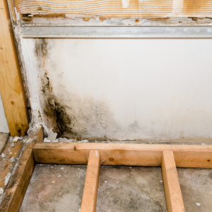 Sell My House With Mold in Massachusetts
