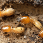 sell house with termite damage fast Agawam