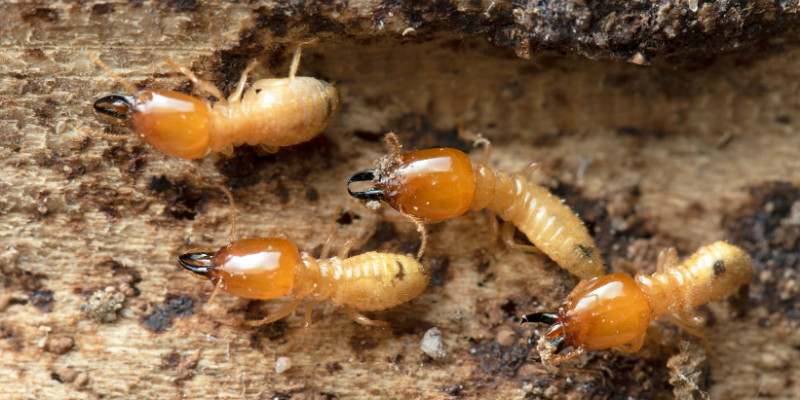 sell house with termite damage fast Agawam