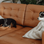 Selling a Home with Pets Springfield