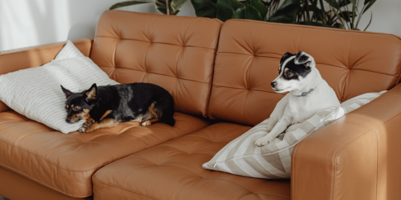 Selling a Home with Pets [market_city]