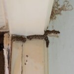 Understanding Termite Damage Disclosure Requirements in Massachusetts