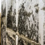 Selling a House With Mold in Maine