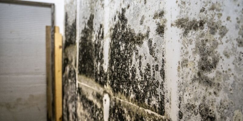 Selling a House With Mold in Maine