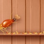 Can You Sell a Home With Termites in Maine