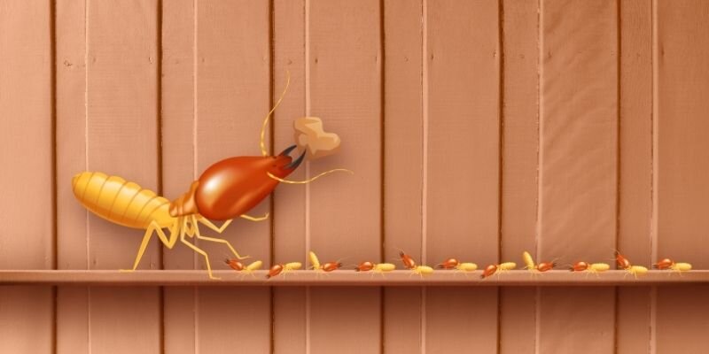 Can You Sell a Home With Termites in Maine