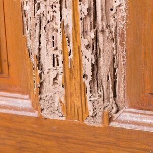 Can You Sell a House Despite Termites in Maine