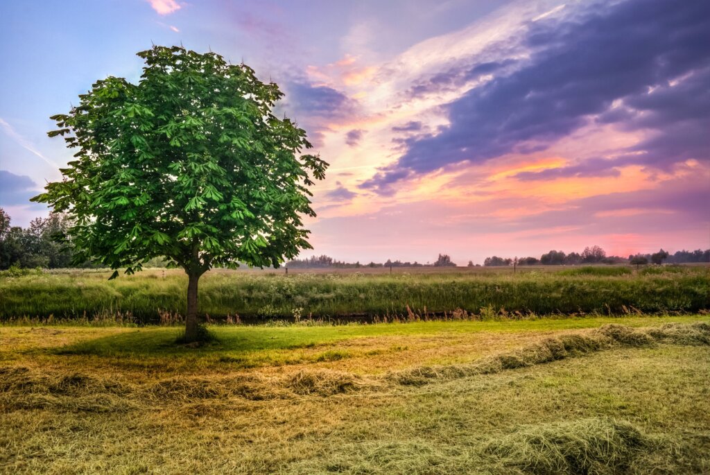 Vacant Land Sale In Alabama