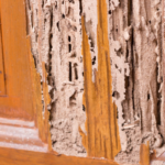 Selling a house that has termites in Riverside, CA