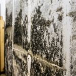 Selling a house with black mold in Dayton Ohio.