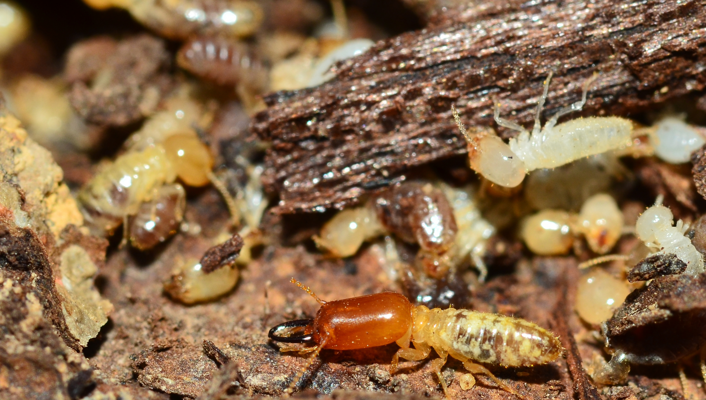 How to sell a house with termites