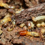 How to sell a house with termites