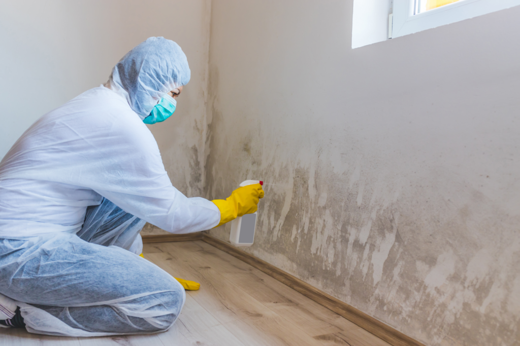 Cleaning black mold in a house.