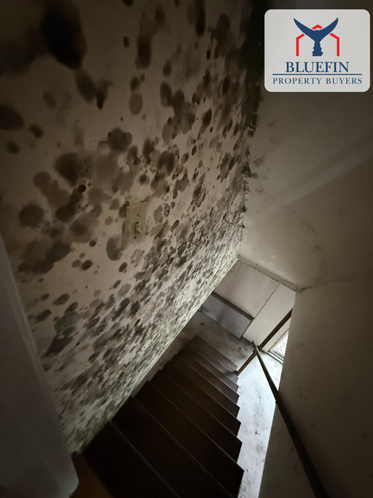 Extensive black mold covering a stairwell wall in a vacant Massachusetts house after water damage