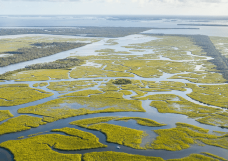 different types of wetlands