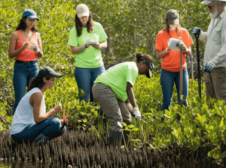 different types of wetlands on florida land